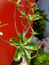 Adenium obesum or Japanese frangipani plant