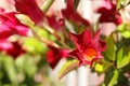 Adenium obesum, more commonly known as a desert rose flower in the sunny garden Royalty Free Stock Photo