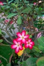 Adenium obesum, more commonly known as a desert rose, is a poisonous species