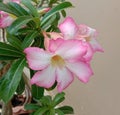 Adenium obesum is the name of a colorful plant of beautiful flowers Is a plant that can be easily grown Very resistant Royalty Free Stock Photo