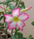 Adenium obesum is the name of a colorful plant of beautiful flowers Is a plant that can be easily grown Very resistant Royalty Free Stock Photo