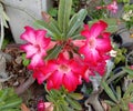 Adenium obesum is the name of a colorful plant of beautiful flowers Is a plant that can be easily grown. Royalty Free Stock Photo