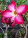 Adenium Obesum.  One Of The Plants That Are Often Found At Funerals In Indonesia