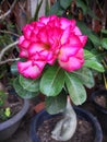 Adenium  Obesum pink Royalty Free Stock Photo