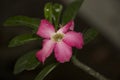 Adenium obesum. pink flower. kamboja jepang