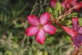 Adenium Obesum pink flowers garden Royalty Free Stock Photo