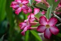 Adenium obesum pink tropical flowers with green leaves in tropical garden Royalty Free Stock Photo