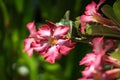 Adenium obesum pink tropical flowers with green leaves in tropical garden Royalty Free Stock Photo