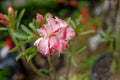 Adenium obesum