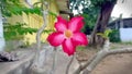 Red Adenium obesum flower with water droplets moving in the wind