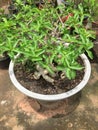 Adenium obesum tree