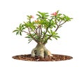 Adenium obesum tree