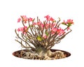 Adenium obesum tree