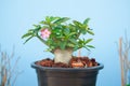 Adenium obesum tree or Desert rose in flowerpot