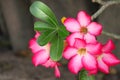 Adenium obesum tropical or Desert rose tropical flower blooming in the garden. Royalty Free Stock Photo