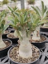 Adenium obesum (Forssk.) Beinan Township, Taitung County