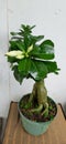 Adenium ornamental plant with green leaves and white flowers