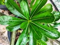 Adenium is an ornamental plant that is quite popular and can be sold at fantastic prices