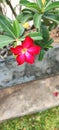 Adenium Ornamental Plant are Very Beautiful