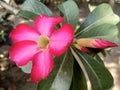 Adenium ornamental plants or pink frangipani flowers that bloom in the yard