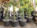 Adenium ornamental plants in plastic nursery pots for sale