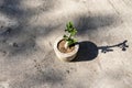 Adenium ornamental small plant topview