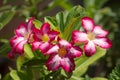 Adenium pink is blooming Is the name of a colorful plant of beautiful flowers