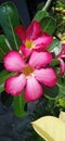 Adenium pink color