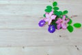 Adenium, pink desert rose and pea flower on wood background