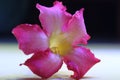 Adenium pink flower. Blur Background