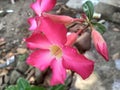 Adenium pink flower in garden