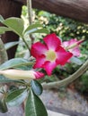 Adenium pink flower in the gardn