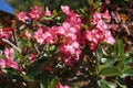 Adenium pink flowers