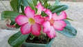 Adenium pink flowers have an attractive shape and are reddish in color