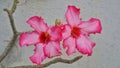 Adenium pink two bloom