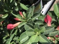 Adenium red 3860