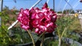 Adenium, It is a plant that is easy to grow. Very drought tolerant Until receiving the nickname Desert Rose
