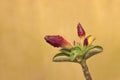 Adenium plant flower buds that will bloom grow fresh and natural, exotic Royalty Free Stock Photo