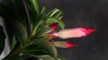 Adenium plant floweradenium plant flower buds Royalty Free Stock Photo