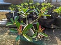 An adenium plant that will flower with red buds Royalty Free Stock Photo