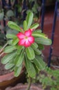 Adenium red flower in Chonburi, Thailand