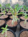 Adenium seedlings in the pot