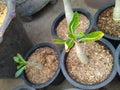 Adenium seedlings in the pot