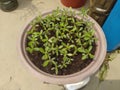 Adenium seedlings in the Tray