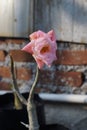 The Adenium flowers Royalty Free Stock Photo