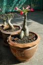 Adenium in Terra Cotta Pots Royalty Free Stock Photo