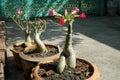 Adenium in Terra Cotta Pots Royalty Free Stock Photo