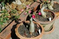 Adenium in Terra Cotta Pots Royalty Free Stock Photo