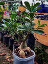 Adenium tree with amazing root