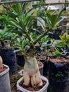 Adenium tree with amazing root